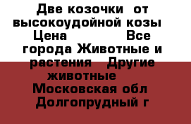 Две козочки  от высокоудойной козы › Цена ­ 20 000 - Все города Животные и растения » Другие животные   . Московская обл.,Долгопрудный г.